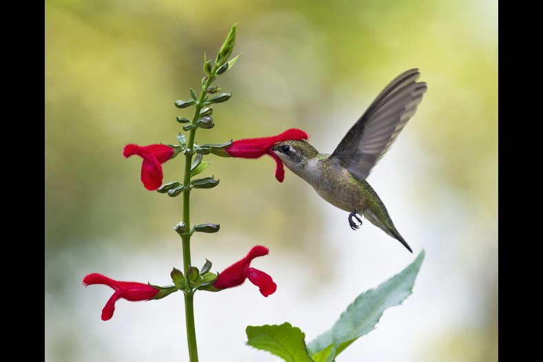 Ruby-throated Hummingbird